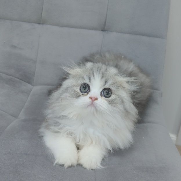 Котята Большой Выбор Алматы