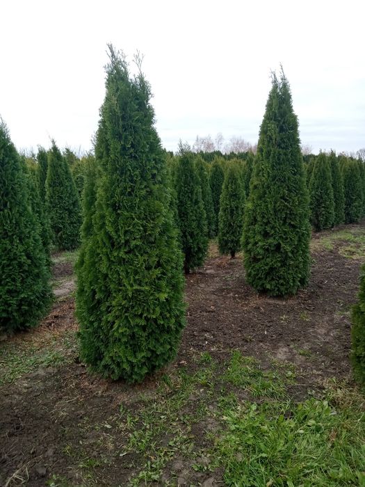 Туя смаракт, барабант красивая