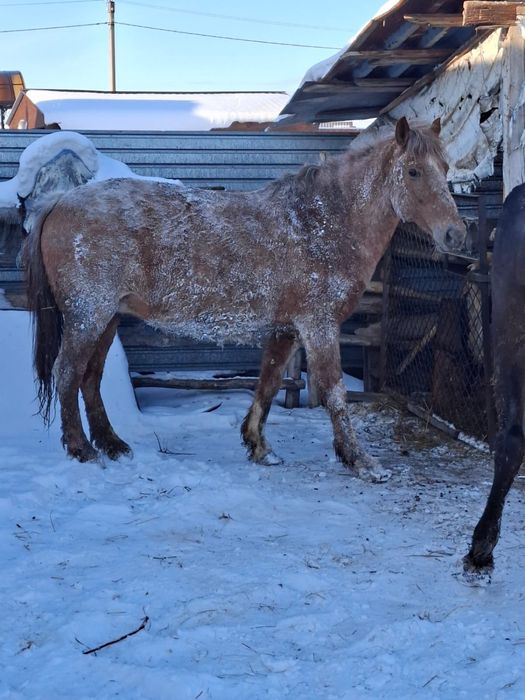 Продам жеребую тяжная кобылу