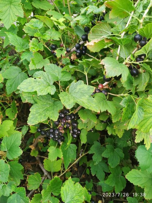 Продам саженцы черной смородины