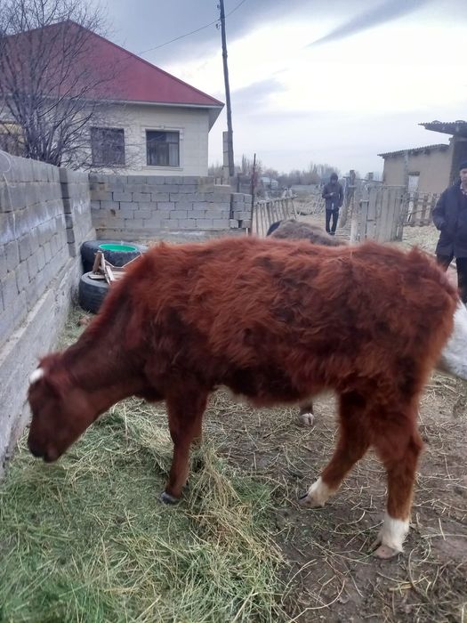 2 жасар 2 қашар сатылады