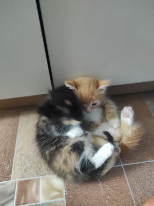 Отдам домашних котят в добрые руки