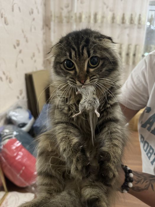 Вислоухие котята - бесплатно