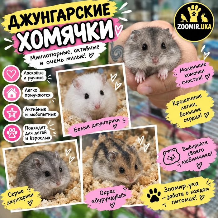 Хомяки двух видов в продаже