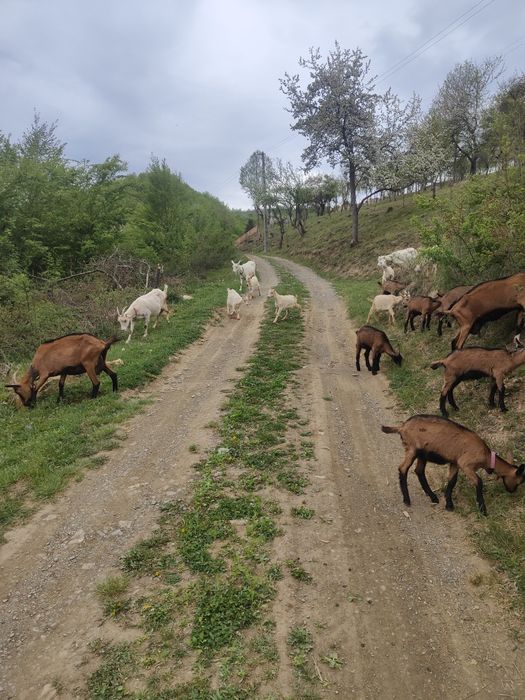 Alba de Banat de vânzare