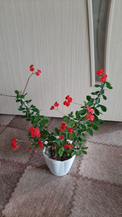 Цветы домашние комнатные