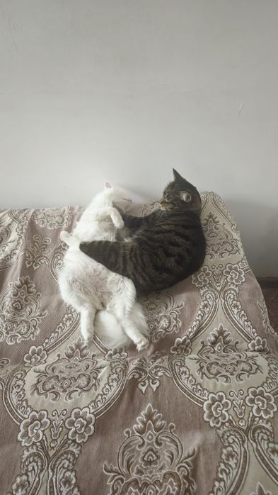 Отдам в добрые руки двух замечательных кошек (вместе)