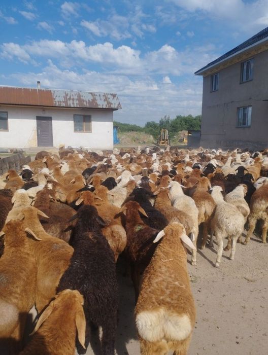 Баран Кой токты токтушки сатылада