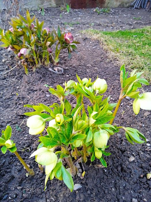 Комнатные и садовые цветы