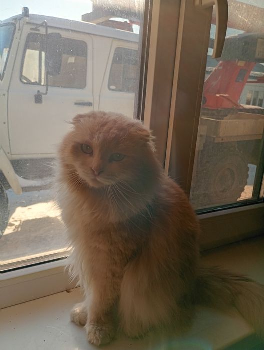 Кошка бртански  горд Атырау