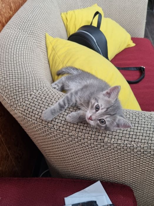 Отдам в добрые руки котенка