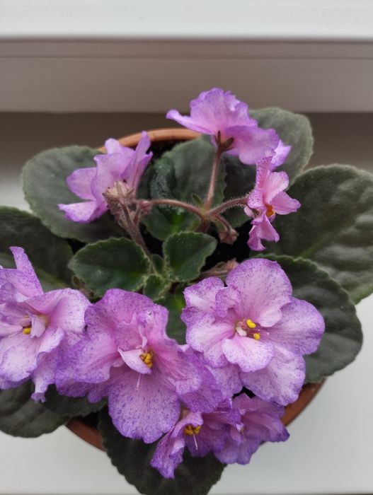 Фиалка комнатная