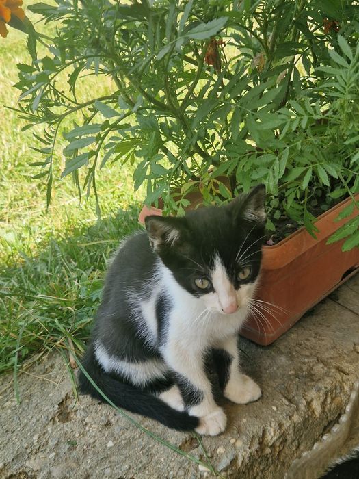 Donez pui / motan iubitor și cuminte