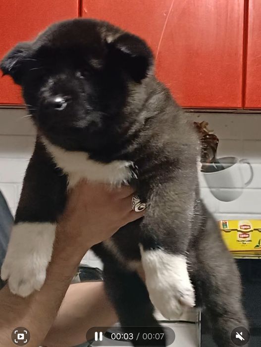 Щенки шикарные с документами