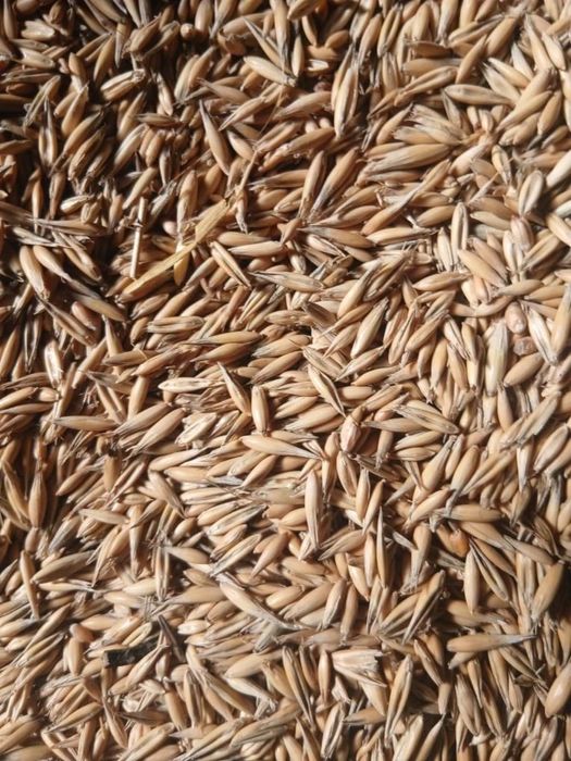 Овес продам! Сухой чистый .