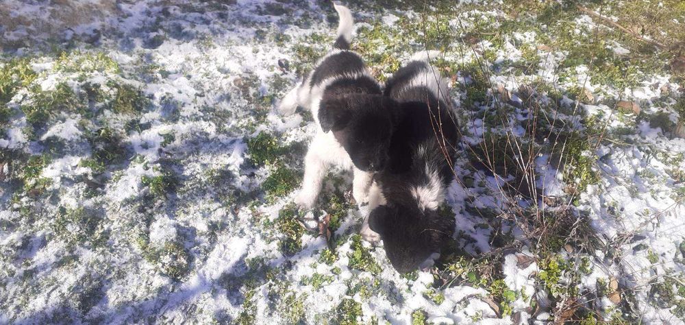 Подарявам кученца < 3