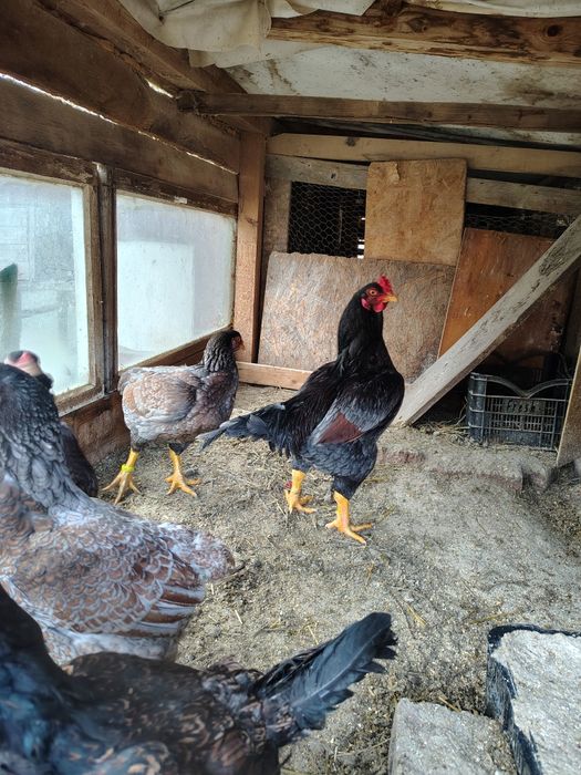 Oua pentru incubat Combatant Indian