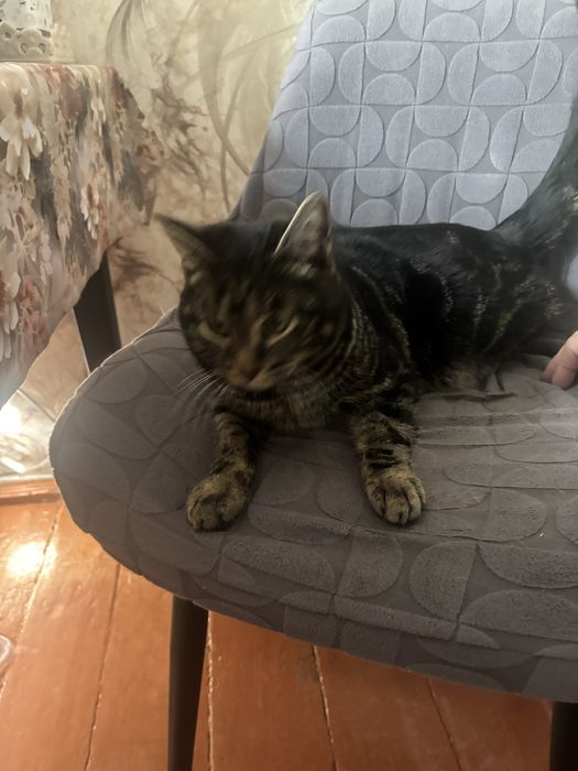 Отдам котика в хорошие руки