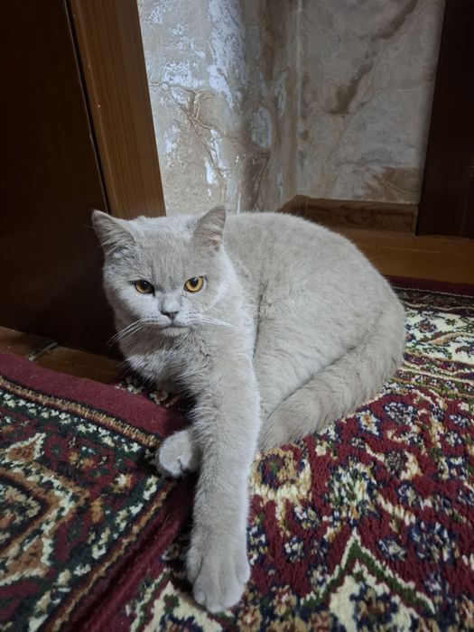 Zotli mushik sotiladi