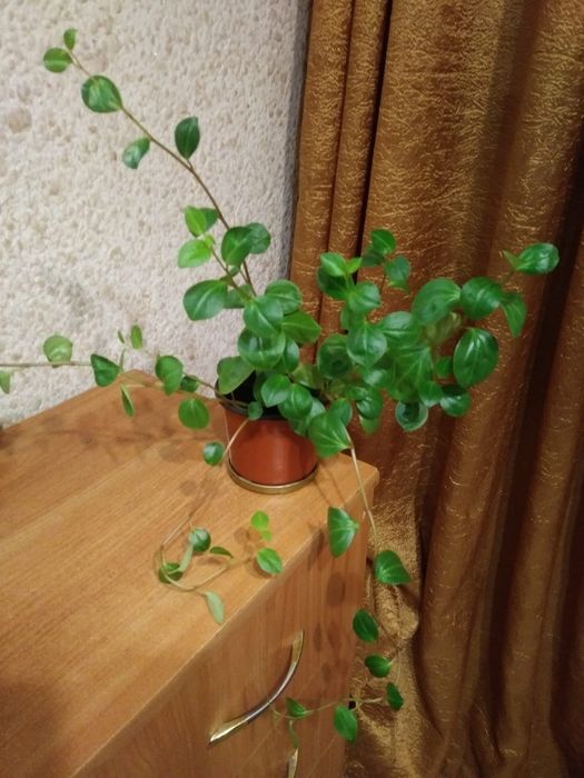 Колеус"пёрышки".  Пиперомия глабелла