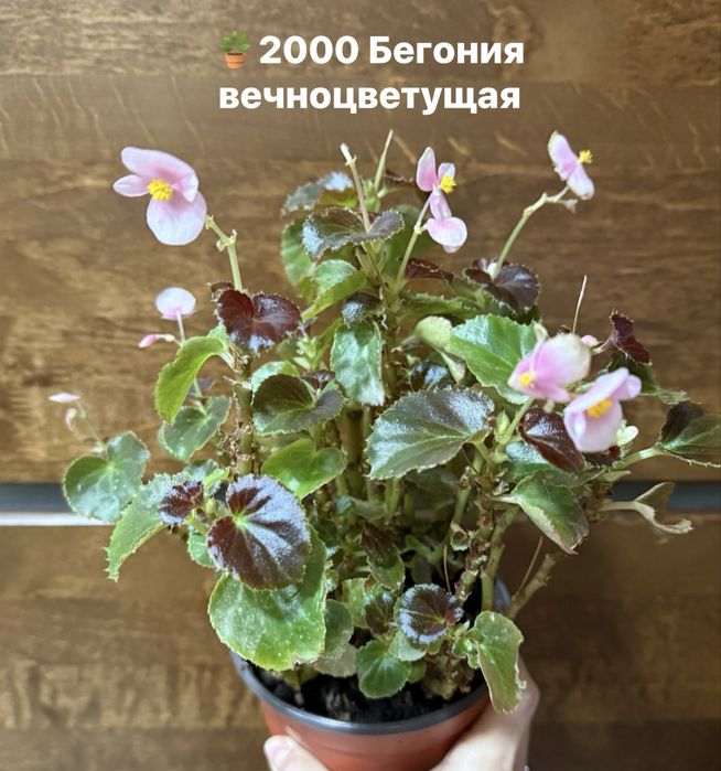 Продам Бегонии вечноцветущие