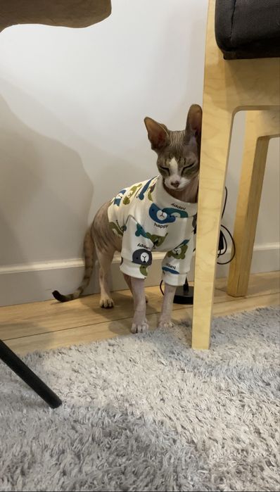 Кошка канадский сфинкс