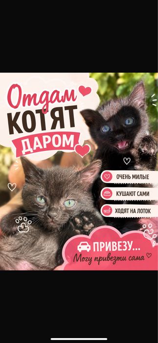 отдам котят в добрые руки