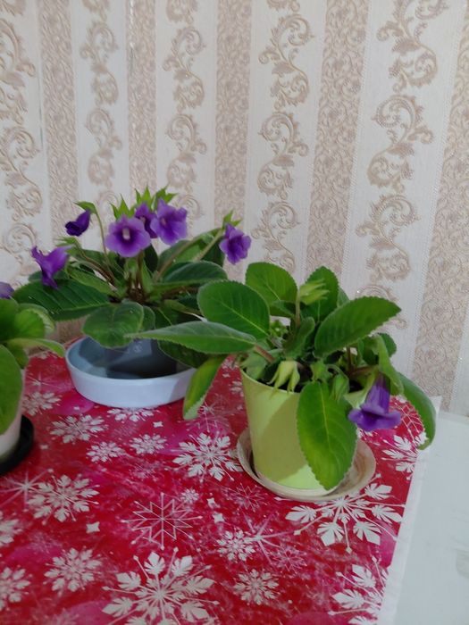 Цветок Глоксиния