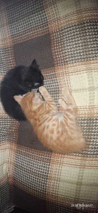 Отдам котят. Два мальчика и девочка
