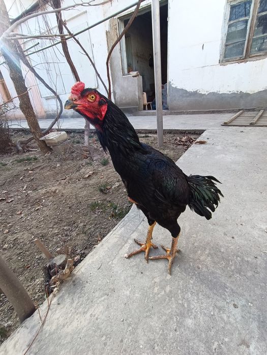 Продаю Куры Кулянги