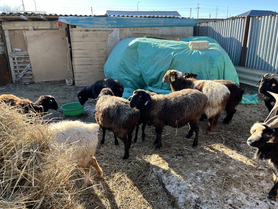 Серке қой қозылы қой сатылады