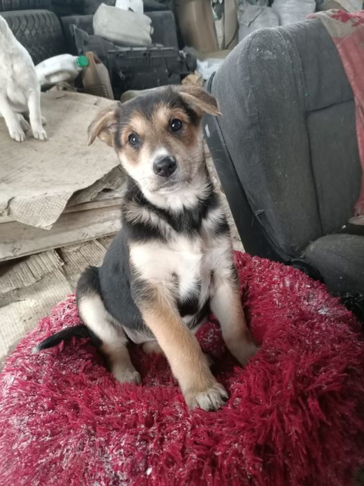 Срочно отдам щенков в добрые руки