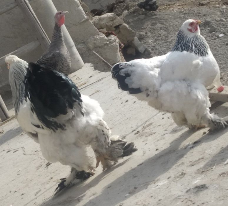 Bramma xoʻroz tovuq sotiladi