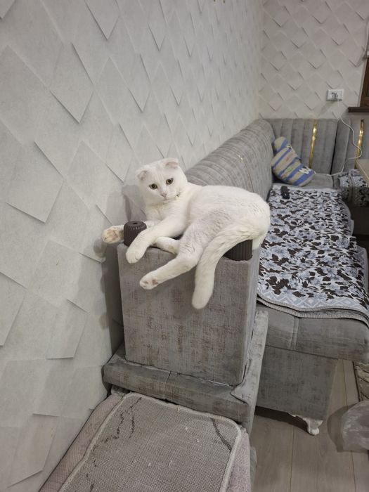 Вязка Кот мужик Симба приглашает на  встречу девчонок