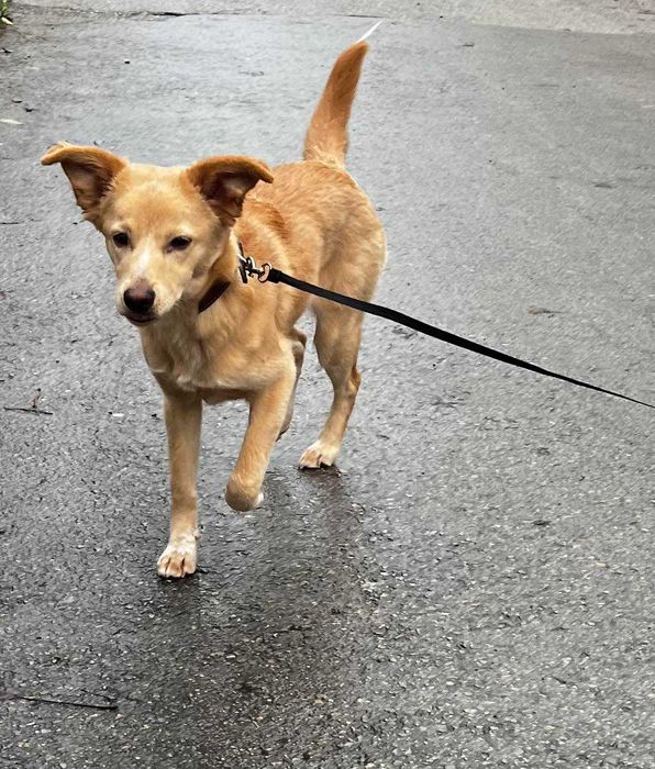 Търси се дом на Беба