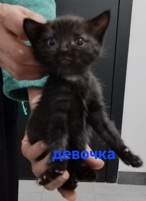 Красивые котята в добрые руки