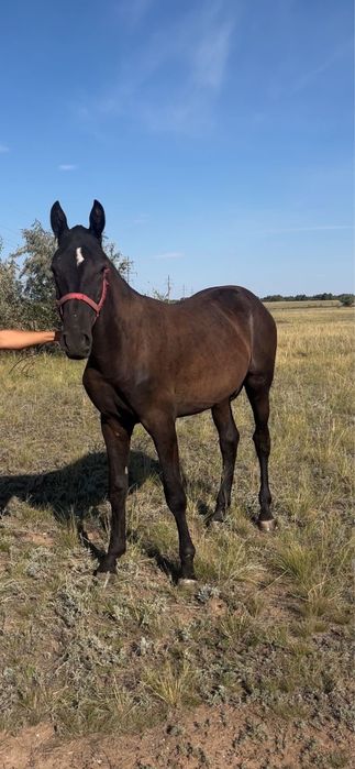 Продам тая американец+орловец