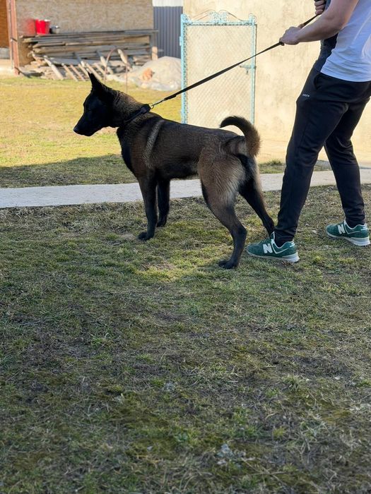 Malinois de vânzare