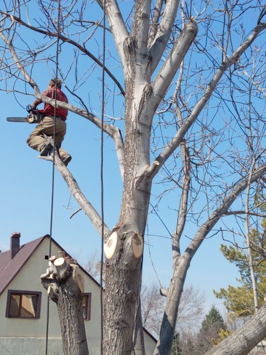 Спил деревьев чистка участка