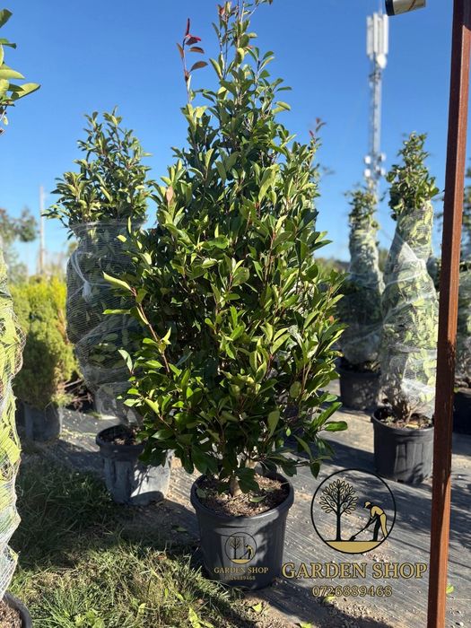 Vând plante ornamentale la preț mic