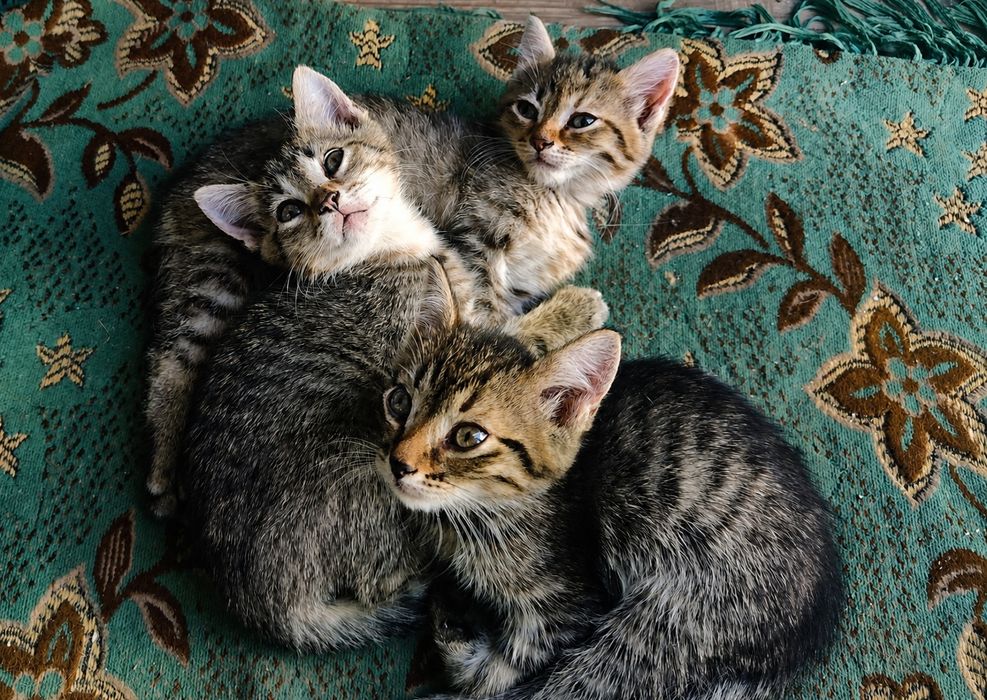 Отдам троих милых котят !