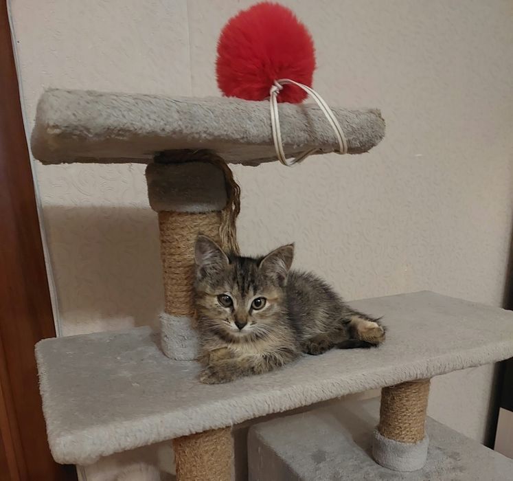 Отдам котенка в добрые руки