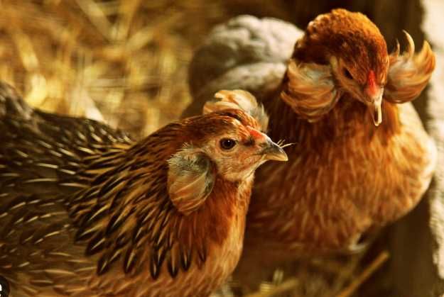 preluam comenzi pentru pui de o zii de rase