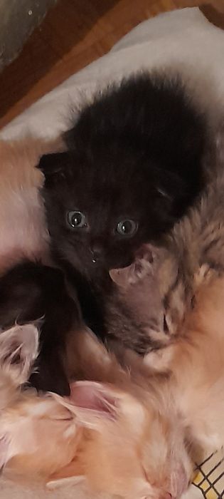 Отдам котят в добрые руки