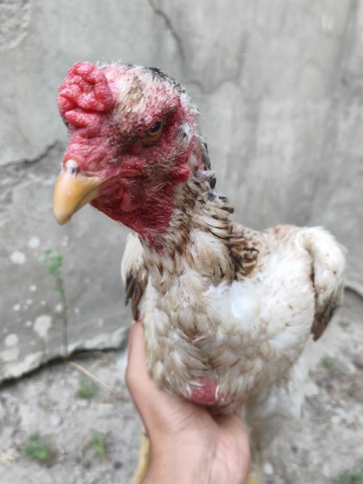 Dakan tovuq Vasjin Ogir