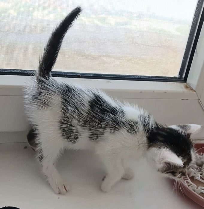 породистые котята