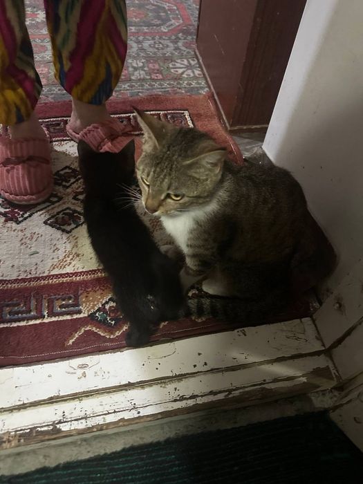 Кошка с котятами ищут дом