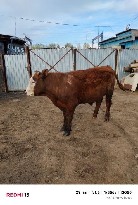 1 жылдық бұқа...