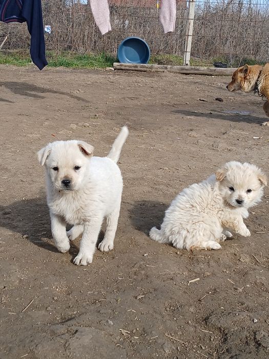 Здравей те продавам малки кученца порода японски