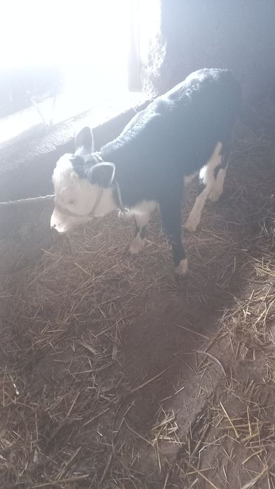 Бірінші тума бұзаулы сиыр сатылады